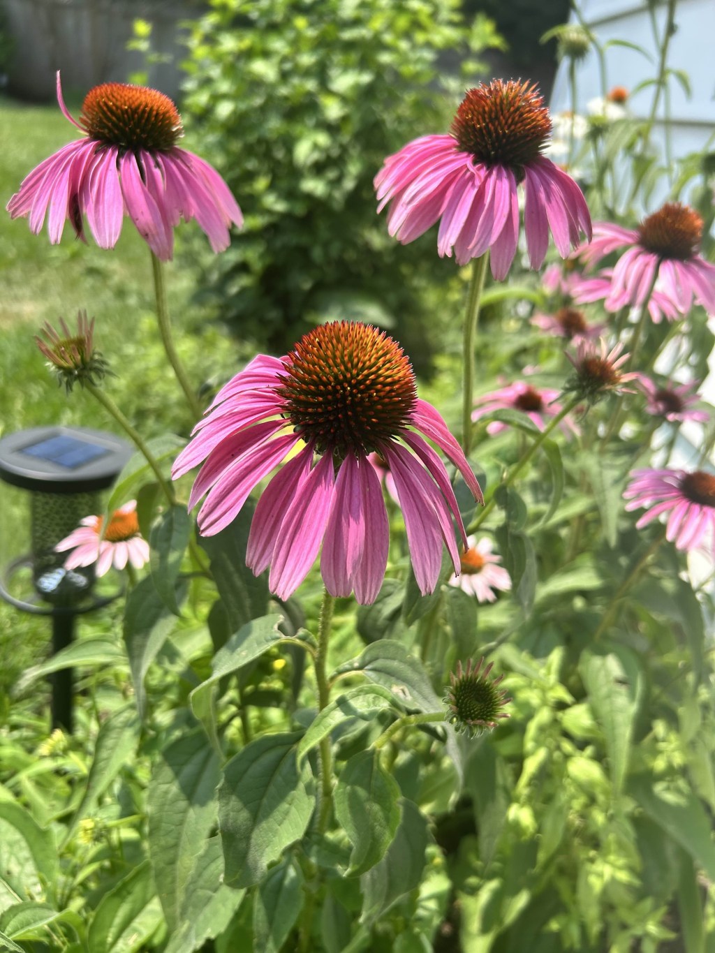 purple cone flowers in a garden highlighted by the sun